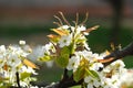 Tender shoot-The flowers of the pear tree are white