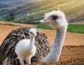 Tender shot of a mother ostrich with her little baby ostrich Royalty Free Stock Photo