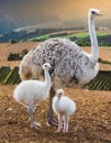 Tender shot of a mother ostrich with her little baby ostrich Royalty Free Stock Photo