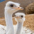 Tender shot of a mother ostrich with her little baby ostrich Royalty Free Stock Photo