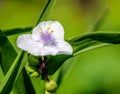 Tender and soft Spiderwort flower from close