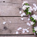 Tender spring apple tree flowers on aged vintage wooden background. Royalty Free Stock Photo