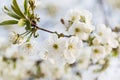 Tender spring background with cherry flowers Royalty Free Stock Photo