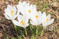 Tender spring blooming white crocus flowers