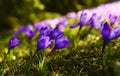 Tender spring crocus flowers of lilac saffron in a clearing in the mountains. Dewdrops on the petals, close-up. Royalty Free Stock Photo