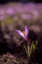 Tender spring crocus flowers of lilac saffron in a clearing in the mountains. Dewdrops on the petals, close-up. Royalty Free Stock Photo