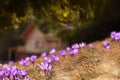 Tender spring crocus flowers of lilac saffron in a clearing in the mountains. Dewdrops on the petals, close-up. Royalty Free Stock Photo