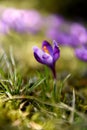 Tender spring crocus flowers of lilac saffron in a clearing in the mountains. Dewdrops on the petals, close-up. Royalty Free Stock Photo