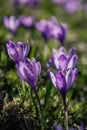 Tender spring crocus flowers of lilac saffron in a clearing in the mountains. Dewdrops on the petals, close-up. Royalty Free Stock Photo
