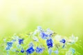 Tender spring floral background with blue Veronica Germander, Speedwell flowers. A bouquet of wild meadow or forest flowers. Selec Royalty Free Stock Photo