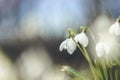 Tender spring flowers snowdrops harbingers of warming symbolize the arrival of spring. White blooming snowdrop folded or Galanthus