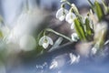 Tender spring flowers snowdrops harbingers of warming symbolize the arrival of spring. White blooming snowdrop folded or Galanthus