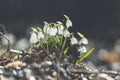 Tender spring flowers snowdrops harbingers of warming symbolize the arrival of spring. White blooming snowdrop folded or Galanthus