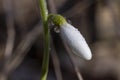 Tender spring flowers snowdrops harbingers with water drops. White blooming snowdrop folded Galanthus plicatus close up, macro