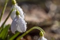 Tender spring flowers snowdrops harbingers with water drops. White blooming snowdrop folded Galanthus plicatus close up, macro