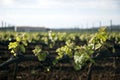 Tender spring grape vines Royalty Free Stock Photo