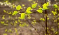 Tender spring greens Royalty Free Stock Photo