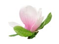 Tender spring pink magnolia flower isolated on white background