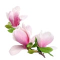 Tender spring pink magnolia flower isolated on white background Royalty Free Stock Photo