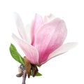 Tender spring pink magnolia flower isolated on white background Royalty Free Stock Photo