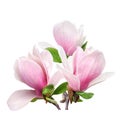Tender spring pink magnolia flower isolated on white background Royalty Free Stock Photo
