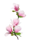 tender spring pink magnolia flower isolated on white background Royalty Free Stock Photo