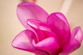 Tender spring pink magnolia flowers close up. Beautiful flowering, blooming tree - beautiful blossomed magnolia branch in spring Royalty Free Stock Photo