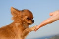 Tender touch love handshake of young woman hand and little cute sweet puppy of chihuahua pet dog outdoors blue sky high five