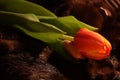 Tender tulip