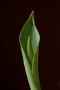 A tender tulip bud and a leaf on a black background