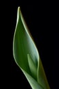 A tender tulip bud and a leaf on a black background