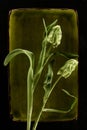 Tender tulip flowers on green plate