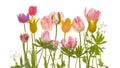 Tender tulip flowers and leaves