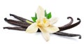 Tender vanilla flower and dry vanilla pods isolated on white background Royalty Free Stock Photo