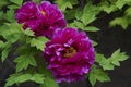 Tender violet japanese peonies with raindrops.