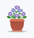 Tender Violets with Bright Blossom in Big Clay Pot