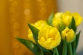 Tender warm atmosphere with yellow tulip flowers. Greeting card