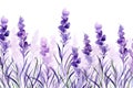 Tender watercolor lavender flowers on white background. Generative AI