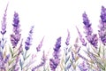 Tender watercolor lavender flowers on white background. Generative AI