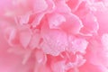 Tender wet pink peony flower macro Royalty Free Stock Photo