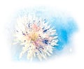 Tender white aster flower in blue pink purple paint splashes floating in the foam water isolated on white background. A design