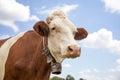 Sweet cow with large cowbell around her neck, looking friendly