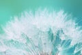 Tender White Dandelion seed with water drops Royalty Free Stock Photo