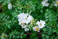 Tender white dog rose flower on green background in the garden. Botanical photography for illustration of Rose Royalty Free Stock Photo