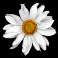 Tender white flower of a decorative sunflower Helinthus isolated Royalty Free Stock Photo