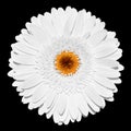 Tender white gerbera flower macro isolated Royalty Free Stock Photo