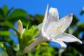 A tender white lily. Summer morning. Royalty Free Stock Photo