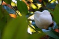 Close up bud of beautiful white magnolia flower on a tree with green leaves. Royalty Free Stock Photo