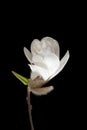 Tender white magnolia flower isolated on black. Royalty Free Stock Photo