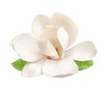 Tender white magnolia flower isolated Royalty Free Stock Photo